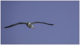mouette