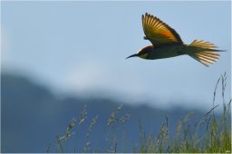 guy-dauvergne007