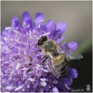 macro